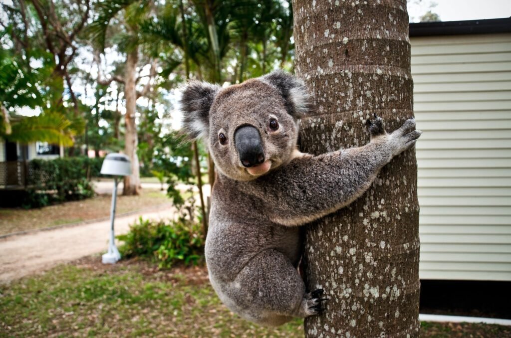 australia for digital nomads